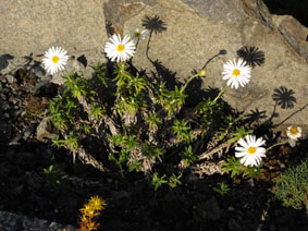 Celmisia walkeri